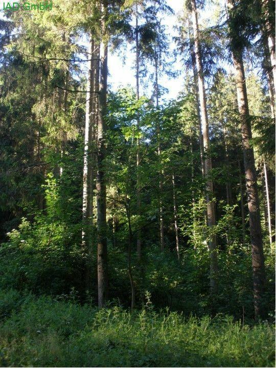 Großes Waldgrundstück Monheim