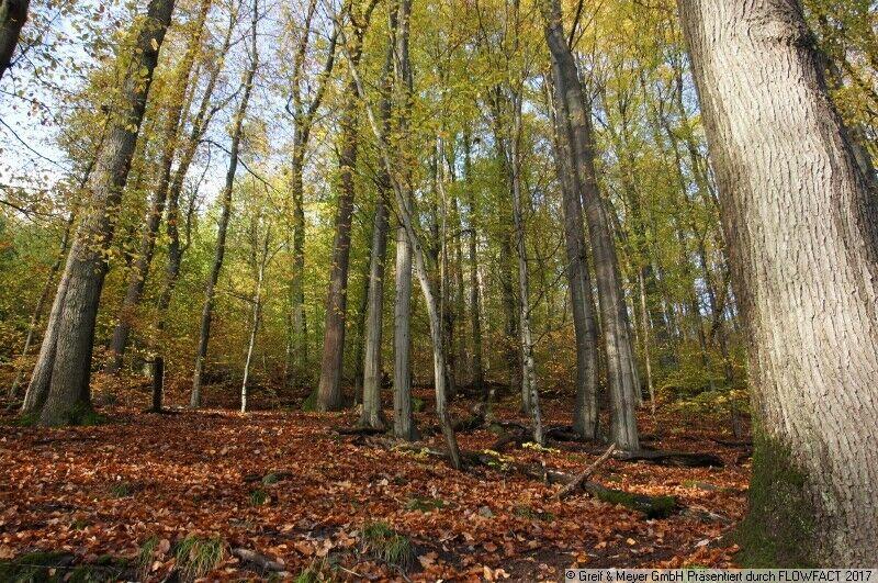 Waldflächen/Mischwald im Oberbergischen Kreis Nordrhein-Westfalen