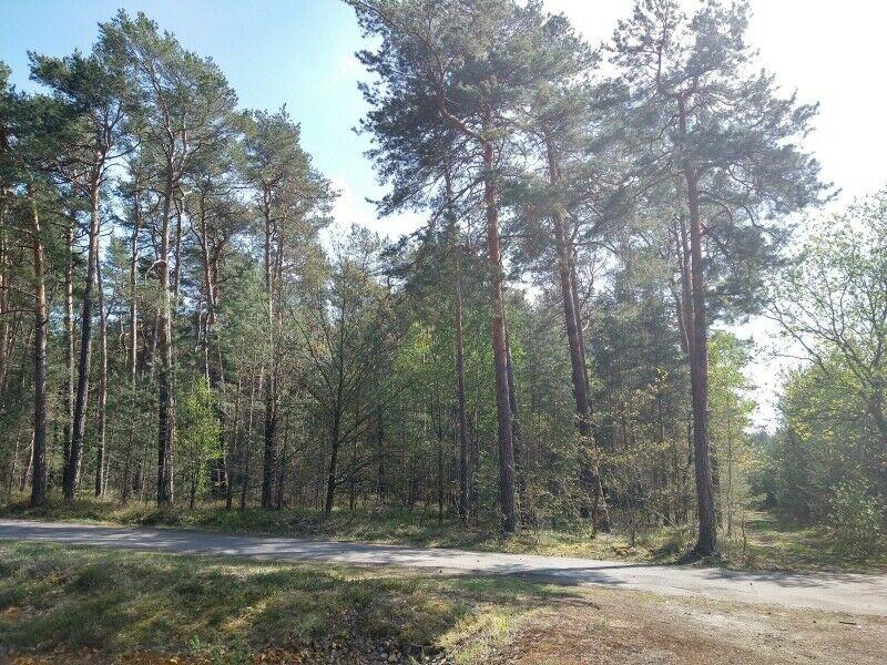 Waldfläche in der Nähe des Senftenberger Sees Siedlung am Bärenklauer Weg