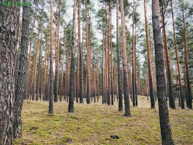 Wald mit 100-jährigen Bestand, Märkische Heide Neu Zauche - Nowa Niwa