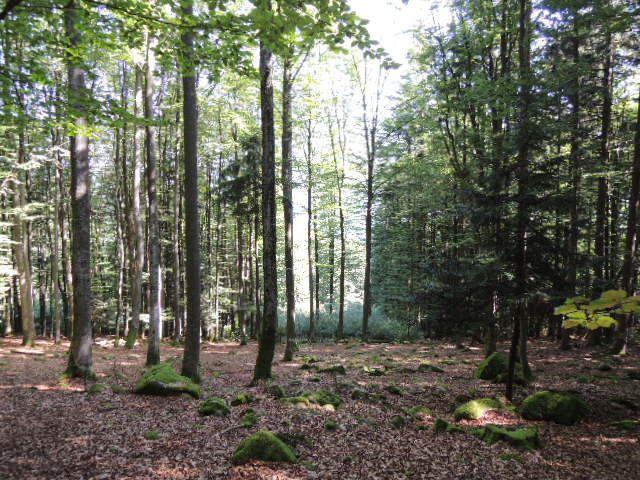 Sicherheitsinvestition - Waldgrundstücke nähe Zenting Bergen auf Rügen