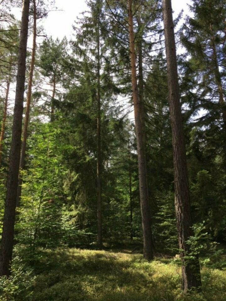 Wald im Hünfelder Land zu verkaufen Burghaun