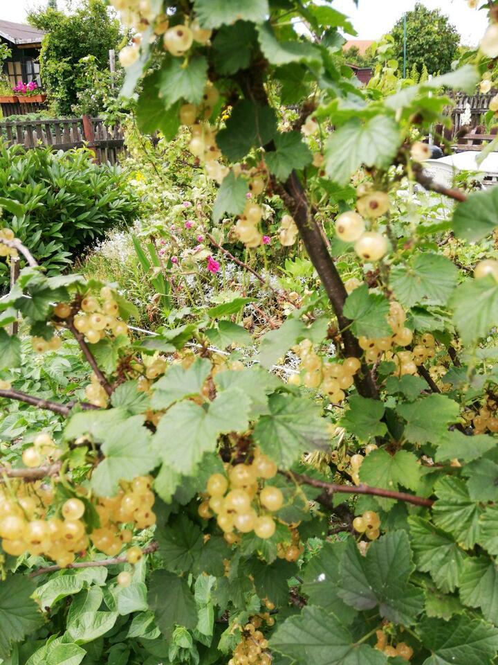 Früchtetraum Garten abzugeben Stollberg