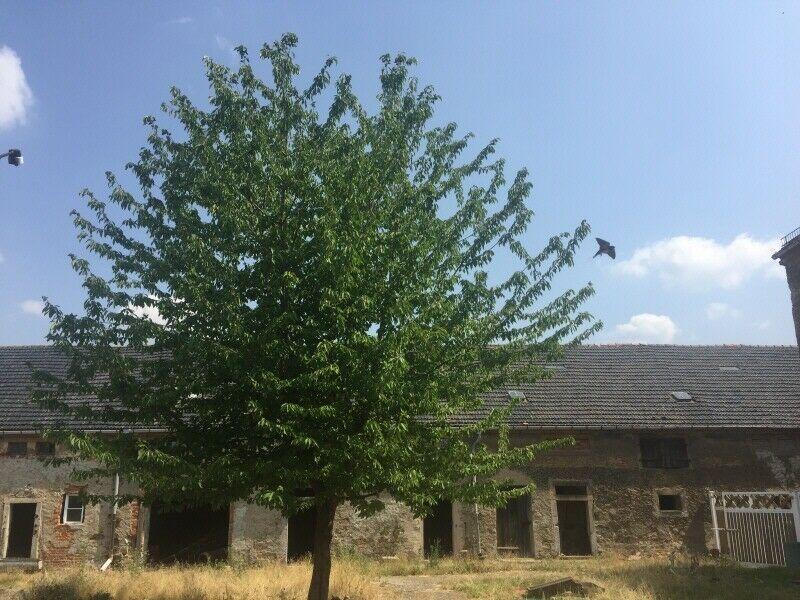 Bauernhof zum Sanieren Niederau