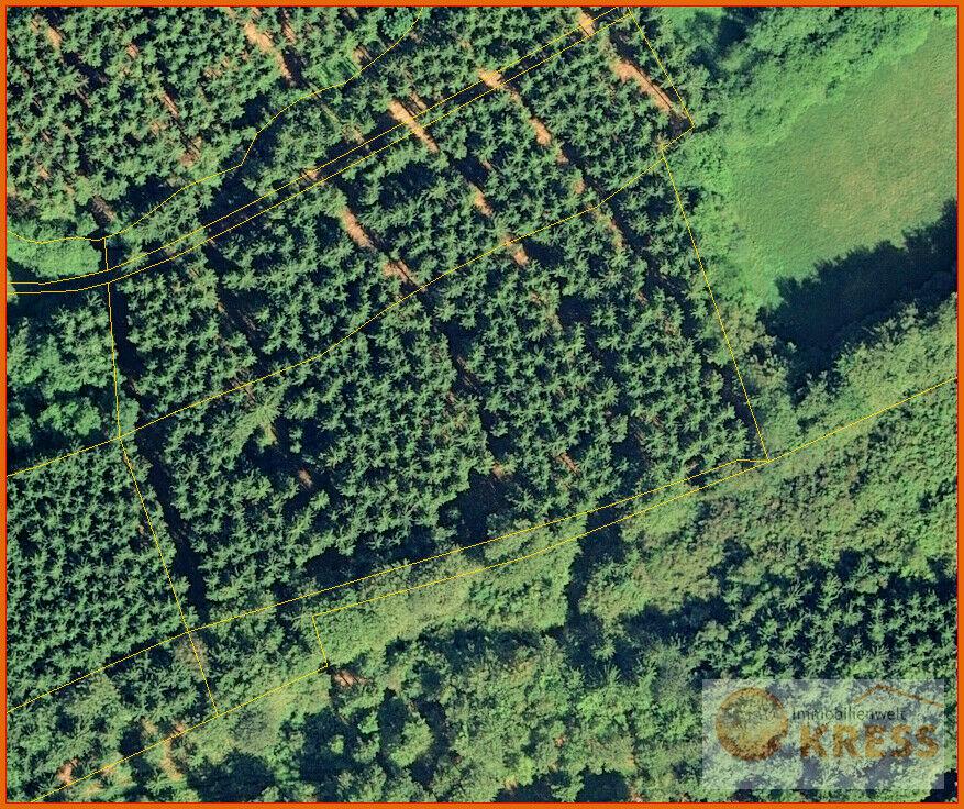 Attraktive Baumplantage mit 100% Fichtenbestand auf 1,6 ha Fläche in der Gemarkung Motten Motten