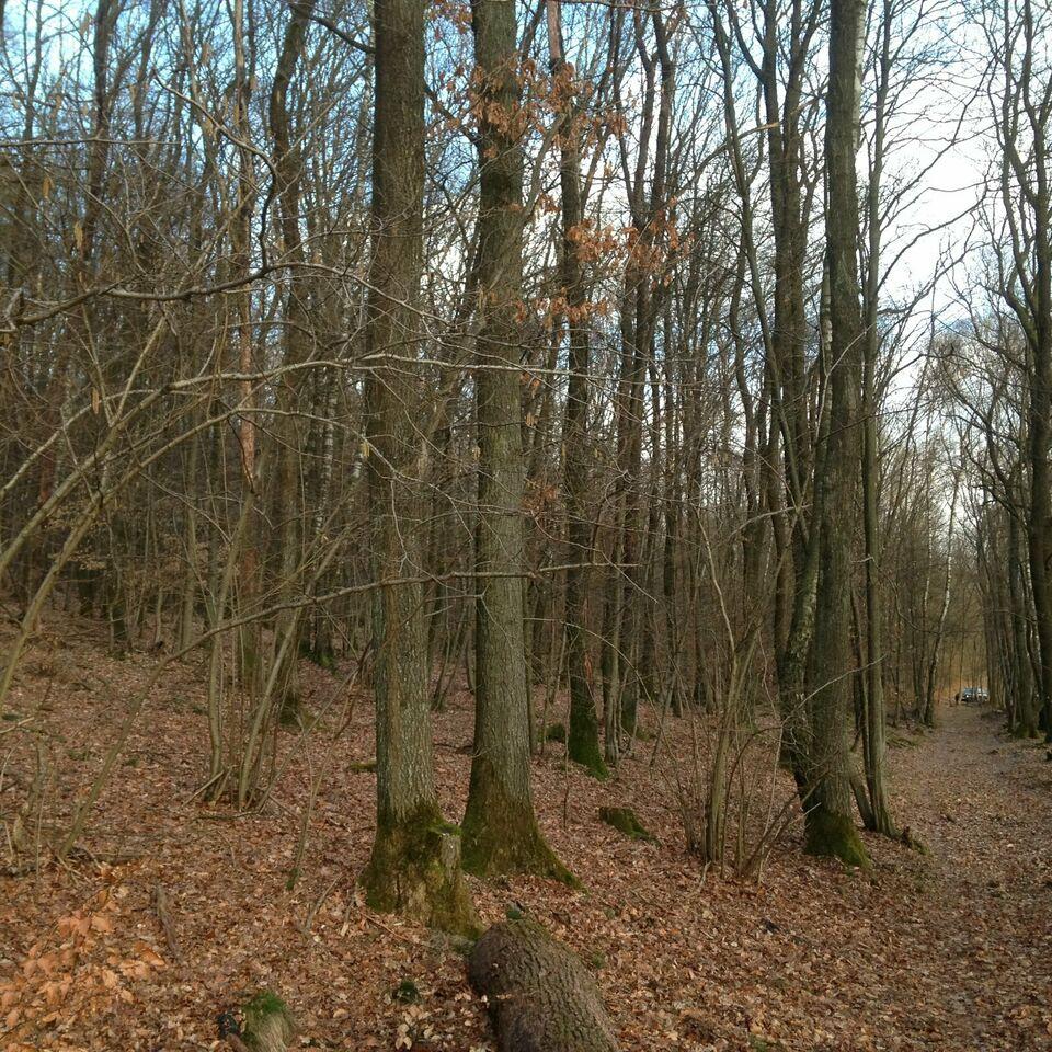 Waldgrundstück Illingen, Saar