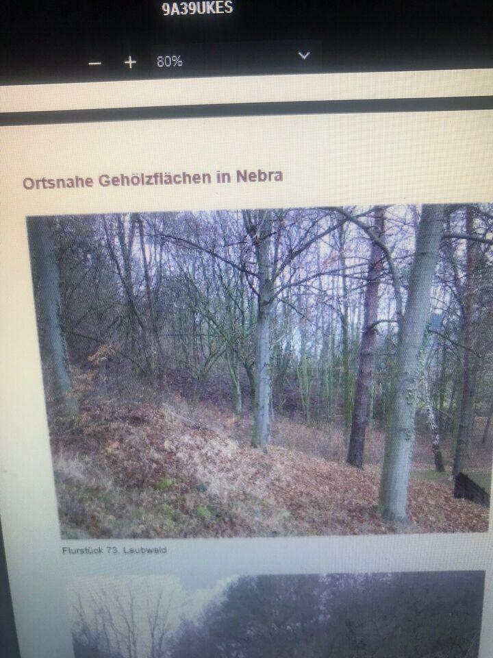 Laubwald in Nebra zu verkaufen 1,22 ha Sachsen-Anhalt