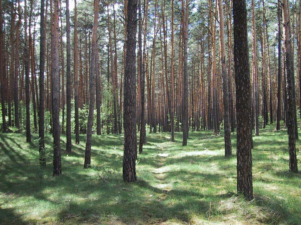 15 Hektar Wald - beste Kapitalanlage Mitte