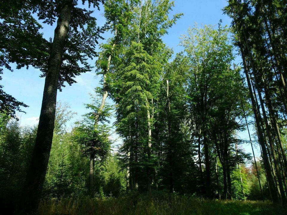 Waldgrundstück 1,6420ha Mischwald abzugeben Ehingen am Ries