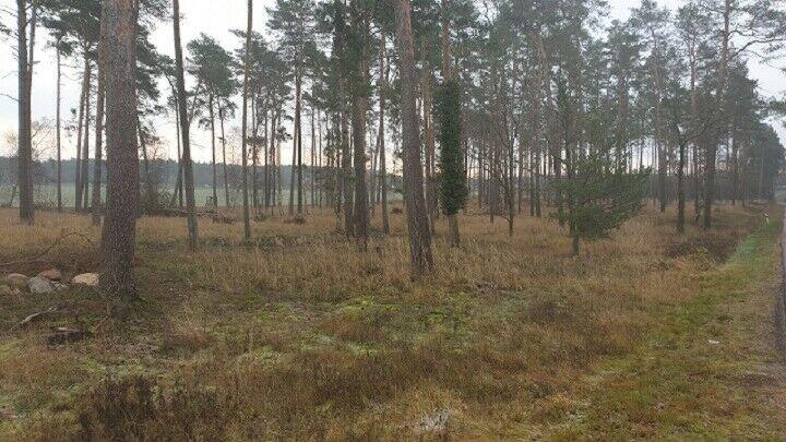 4,3 ha Wald und aufgeforstete Fläche nahe der BAB-9 Brandenburg an der Havel