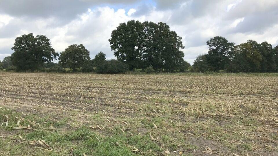 Landwirtschaftliche Fläche (Ackerland und Grünland, zur Zeit verpachtet) in Edewecht-Süddorf Edewecht