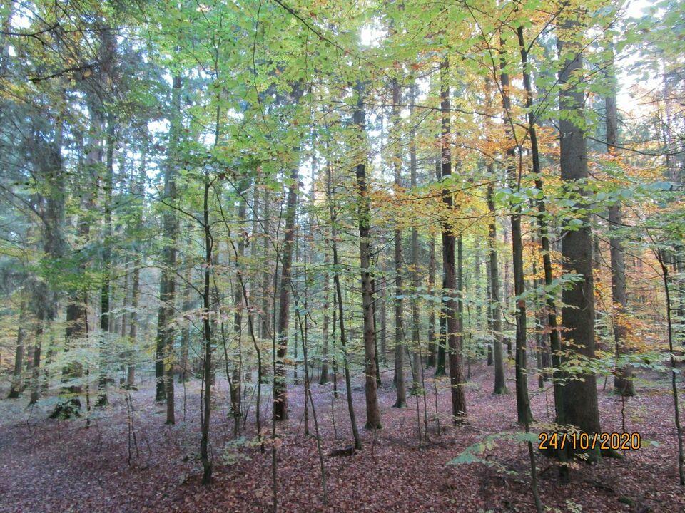Verkaufe Waldgrundstück Mischwald ca 3 ha Hiltpoltstein