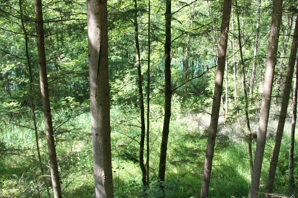 Perma Selbstversorger Projekt Waldgrundstück mit See zu verkaufen Baden-Württemberg