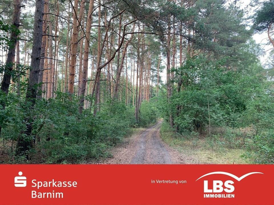 65 Hektar - Märchenwald sucht neue Abenteurer! Zühlsdorf