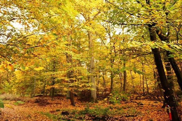Waldflächen in Steinau zu verkaufen Kreisfreie Stadt Darmstadt