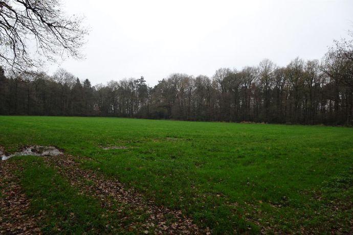 Wald und Wiese in Ahaus-Alstätte an der niederländischen Grenze zu verkaufen! Alstätte