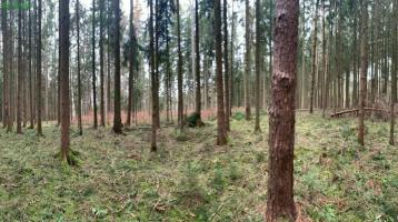 Herrliches Forstwirtschaftliches Grundstück mit kleinem Bachlauf in Todtenweis