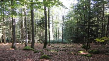 Sicherheitsinvestition - Waldgrundstücke nähe Zenting