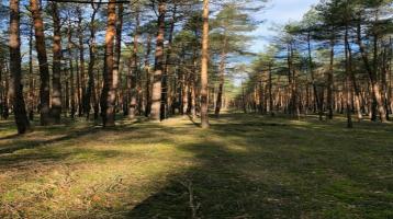 16 ha Kiefernforst im Norden des Landkreises Bautzen