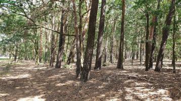 Wald, 60 - 80 jährige Kiefern mit Zufahrt, 4,7 ha