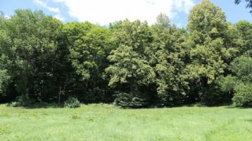 Herrlicher Laubmischwald ca. 1,4 ha mit starken Bewuchs