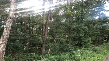 3 ha Wald, Forst, alter Baumbestand zu verkaufen