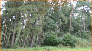 12.596 m² Fichten-Waldbestand in Obersinn - verkehrsmäßig gut zu erreichen