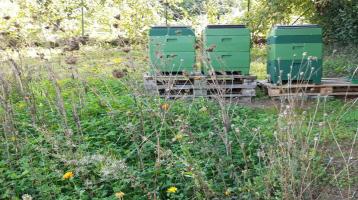Imker sucht Grundstück Stellplatz für Bienen zu kaufen/pachten