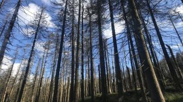 Wald zu kaufen gesucht - Wald / Forst / Acker / Grünland