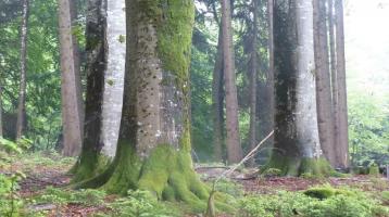 5 ha Waldfläche am Chiemsee