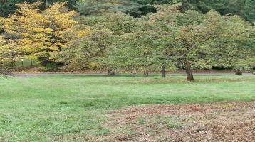 Obstbaumwiese im Gartenhausgebiet in ruhiger Lage