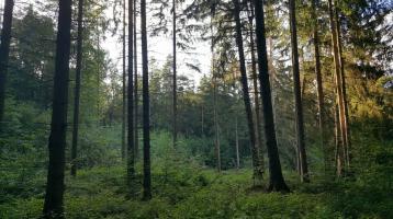 Schöner, gut erschlossener Mischwald mit kleiner Waldwiese
