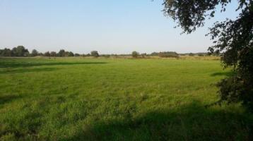 Landwirtschaftliches Grünland in Dithmarschen